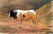 Benedito Calixto Ox grazing oil painting reproduction
